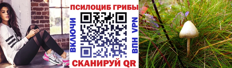 Псилоцибиновые грибы Cubensis  купить наркотик  Кувшиново 